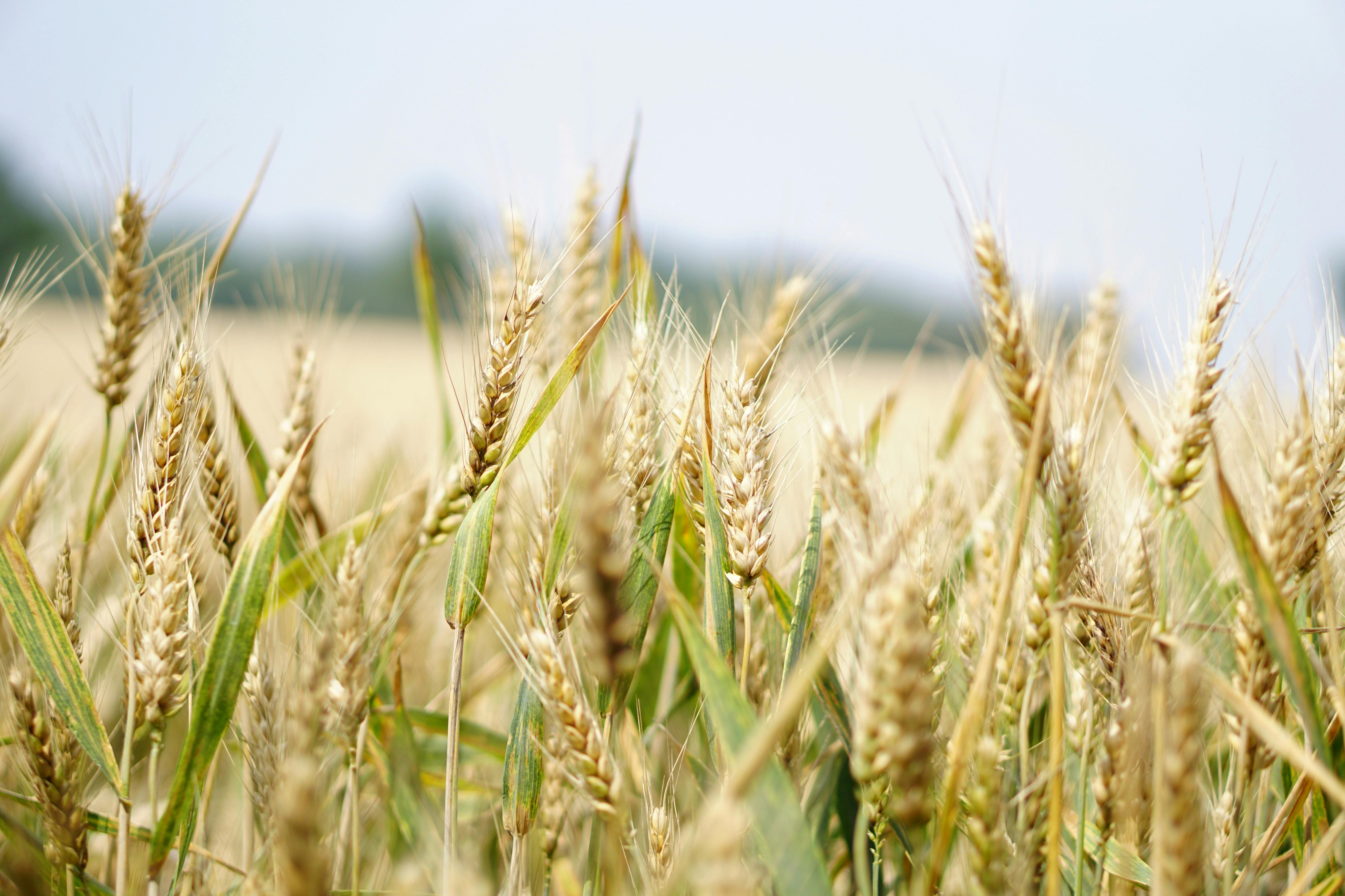 Novi ravnatelj Agencije za plaćanja u poljoprivredi, ribarstvu i ruralnom razvoju