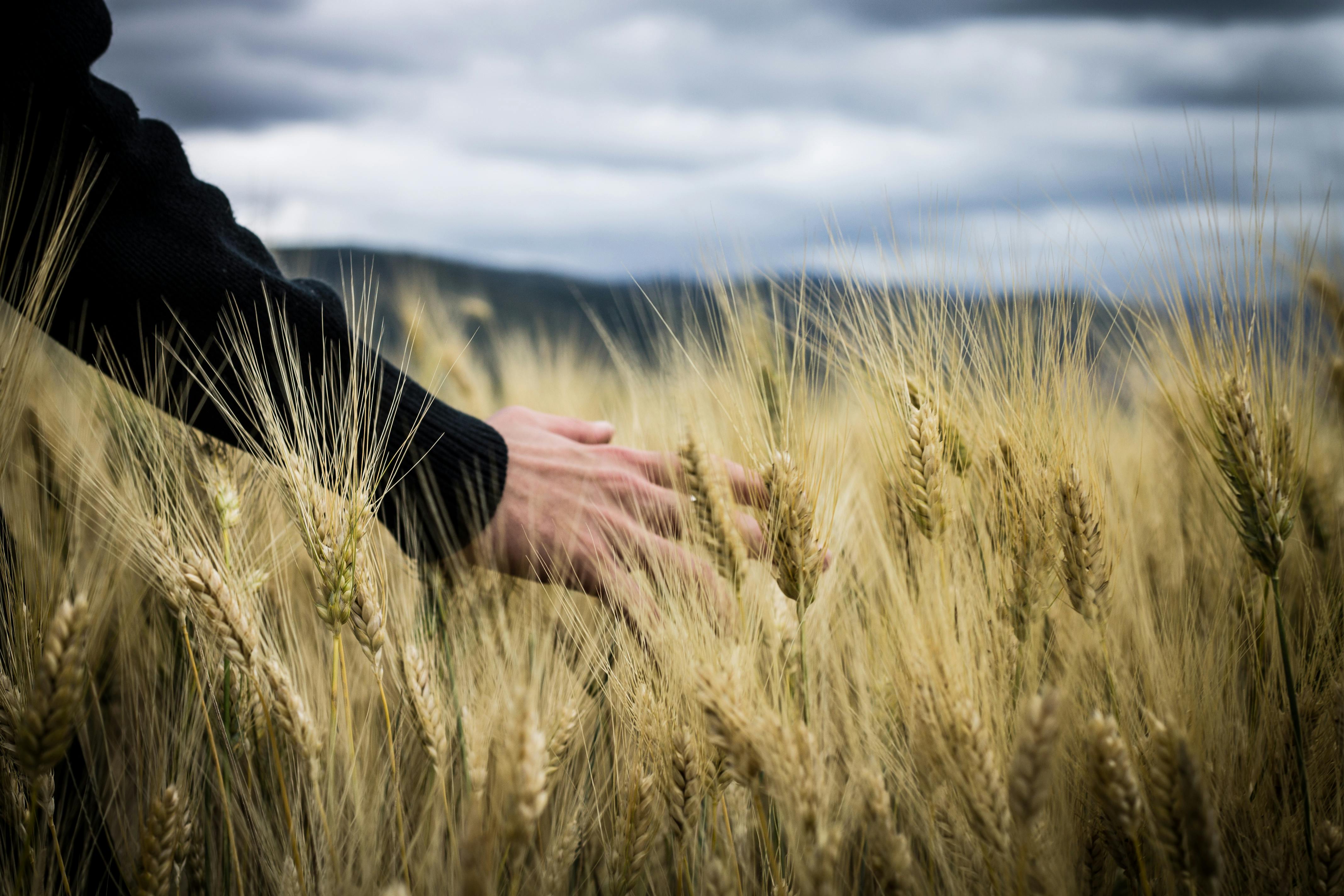 Predstavljena Strategija biogospodarstva RH do 2035.: naglasak na biomasi, inovacijama i razvoju ruralnih područja