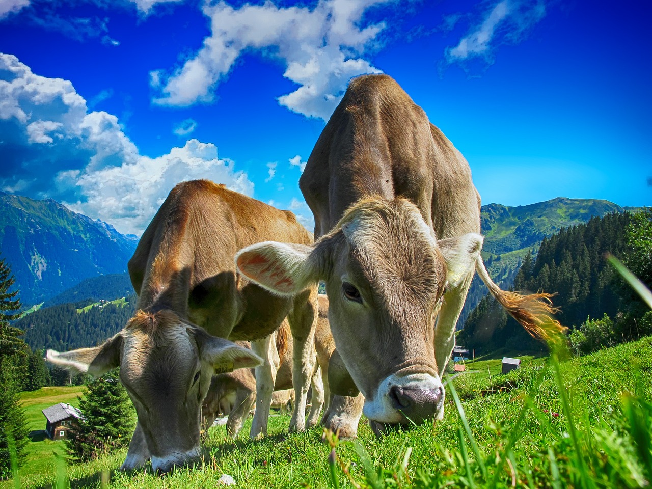 31. Državna stočarska izložba u Gudovcu